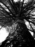arbre...