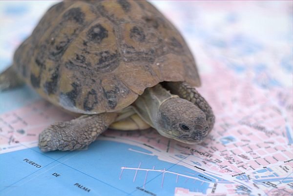 tortuga trobada a ecoprest