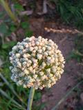 LLavors del grell crescut del qual despr&eacute;s se sembren per fer planters de cebes.