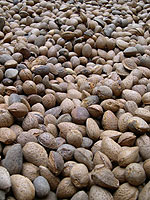 Ametlles que se sequen al sol