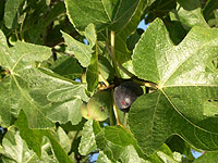 Figues