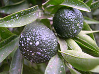 Mandarines verdes
