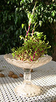 No es ben b� una flor. Per�, en aquest cas, �s per fer planta.
